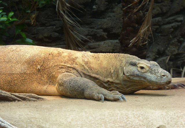 varan
