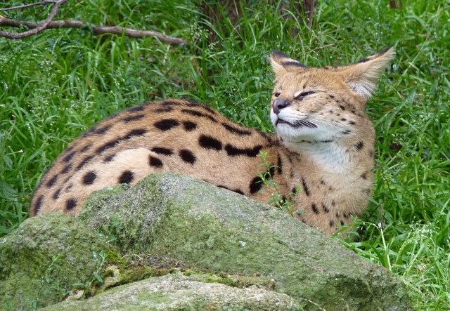 serval_3