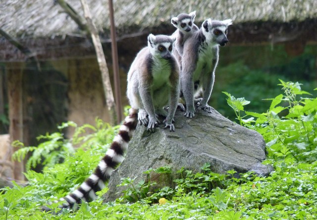 lemur_3