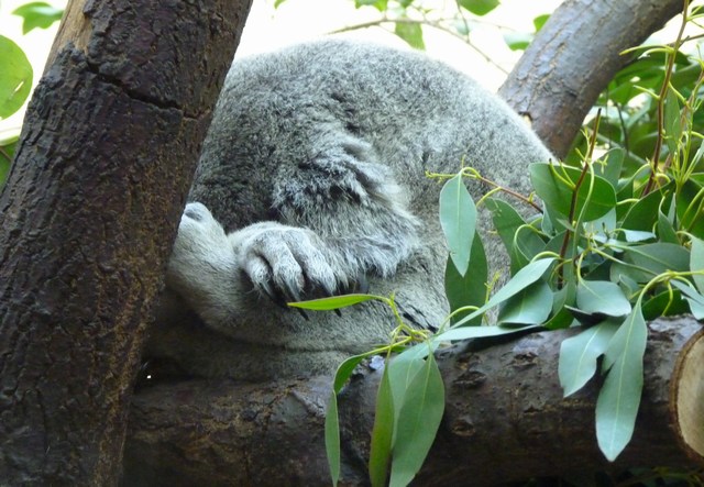 koala