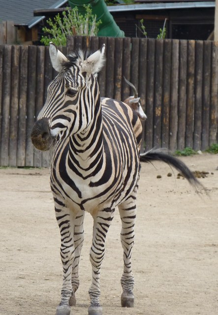 zebra_1