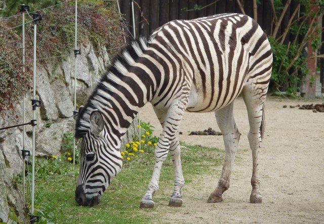 zebra_2