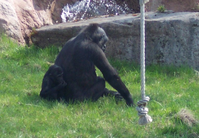gorila