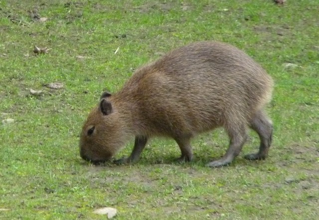 kapybara