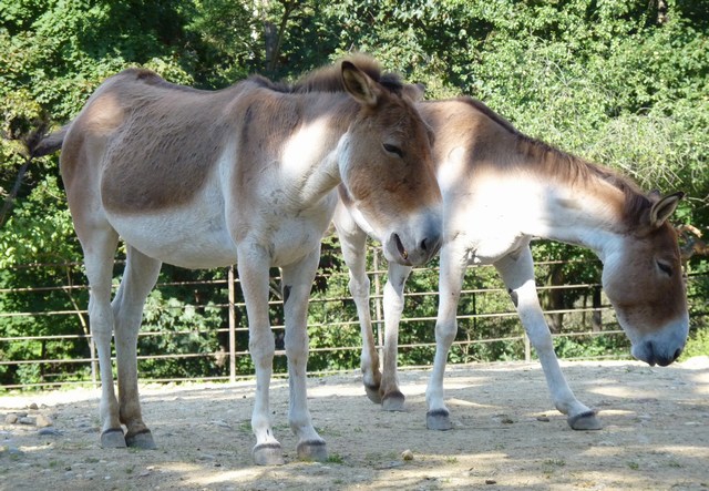 kulan