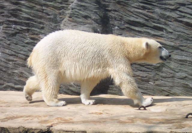 méďa_3