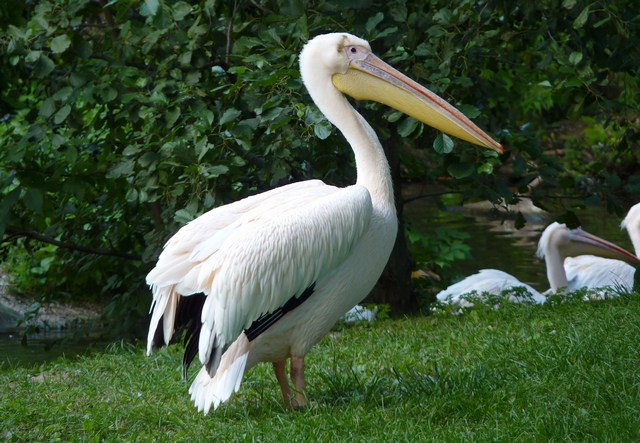 pelikán_1