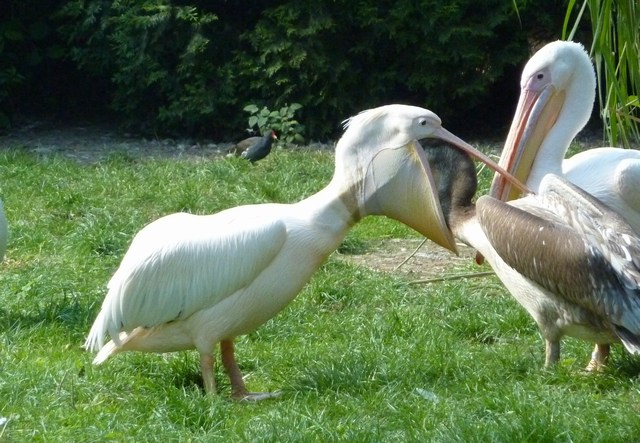 pelikán_6