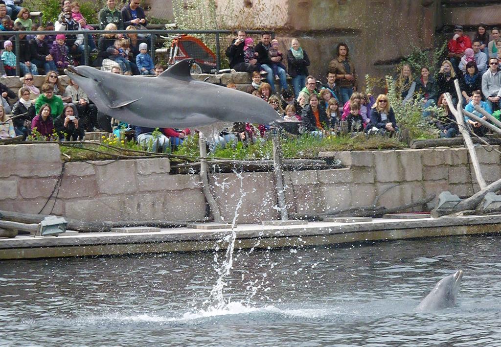 delfín_5