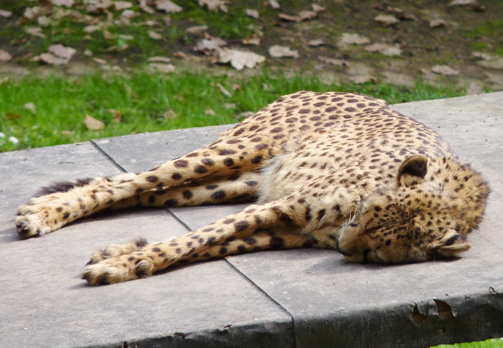 gepard