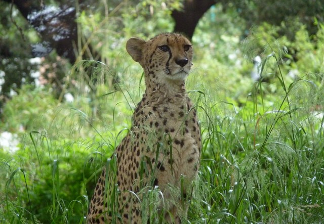 gepard