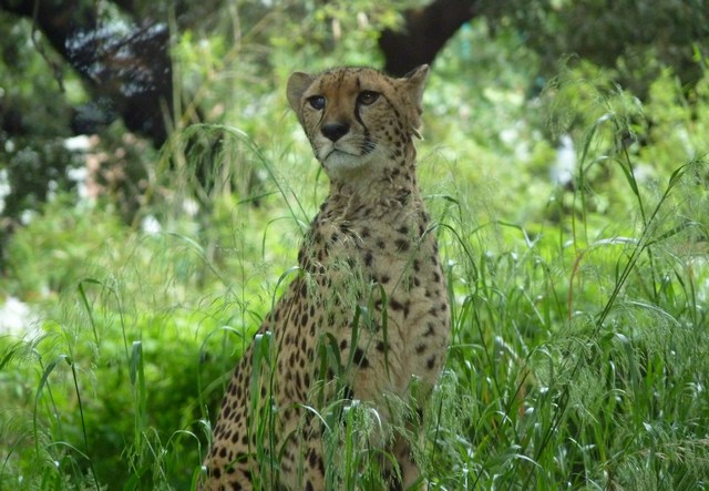 gepard_2