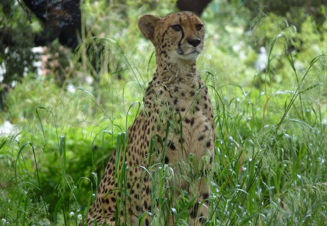 gepard_3
