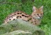 serval_1