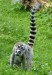 lemur_4