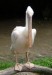 pelikán bílý_1