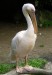 pelikán bílý_2