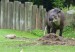 tapír jihoamerický_1
