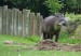 tapír jihoamerický_2
