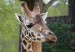 žirafa_3