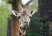 žirafa_4