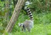 lemur_1