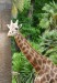 žirafa_2